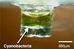 Cyanobacteria sample for ESR microscopy
